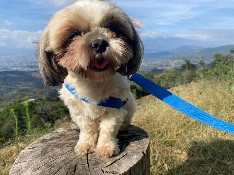 Mascotas Vistas del Faro Pet Friendly