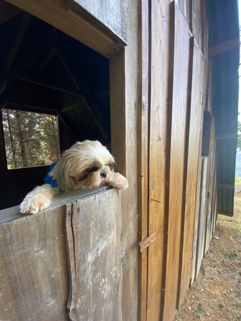 Mascotas Vistas del Faro Pet Friendly