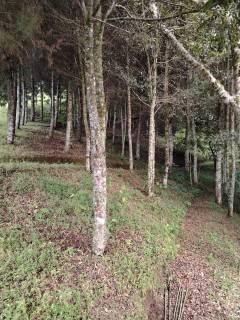 Sendero de Vistas del faro